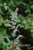 Pelyněk černobýl / Artemisia vulgaris