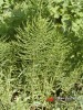 Přeslička rolní / Equisetum arvense