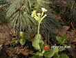 Prvosenka jarní / Primula veris