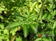 Řepík lékařský / Agrimonia eupatoria