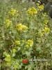 Brukev řepka olejka / Brassica napus var. arventis