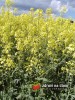 Brukev řepka olejka / Brassica napus var. arventis