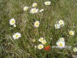 Kopretina bílá / Chrysanthemum leucanthemum