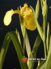 Kosatec žlutý / Iris pseudacorus