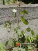 Měsíčnice / Lunaria annua