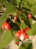 Fuchsie / Fuchsia hybrida