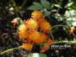 Jestřábník oranžový / Hieracium aurantiacum