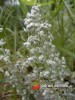 Pelyněk / Artemisia lanata
