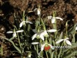 Sněženka předjarní / Galanthus nivalis