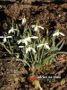 Sněženka předjarní / Galanthus nivalis