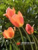 Tulipány / Tulipa