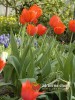 Tulipány / Tulipa