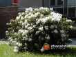 Pěnišník - Rododendron - Rhododendron