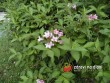 Vajgélie květnatá / Weigelia florida
