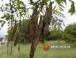 Trnovník akát / Robinia pseudoacacia