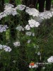Řebříček obecný / Achillea millefolium