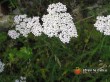 Řebříček obecný / Achillea millefolium