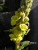 Divizna velkokvětá / Verbascum thapsiforme Schrad.