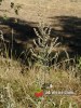 Pelyněk černobýl / Artemisia vulgaris