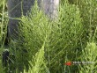 Přeslička rolní / Equisetum arvense