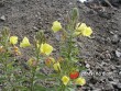 Pupalka dvouletá / Oenothera biennis