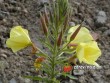 Pupalka dvouletá / Oenothera biennis