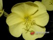 Pupalka dvouletá / Oenothera biennis