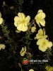 Pupalka dvouletá / Oenothera biennis