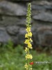 Řepík lékařský / Agrimonia eupatoria