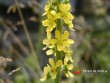 Řepík lékařský / Agrimonia eupatoria