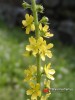 Řepík lékařský / Agrimonia eupatoria