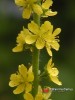 Řepík lékařský / Agrimonia eupatoria