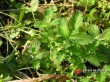 Řepík lékařský / Agrimonia eupatoria