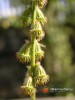 Řepík lékařský / Agrimonia eupatoria