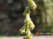 Řepík lékařský / Agrimonia eupatoria