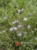 Čekanka obecná / Cichorium intybus