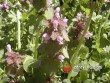 Hluchavka nachová / Lamium purpureum