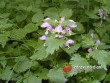 Hluchavka nachová / Lamium purpureum