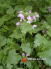 Hluchavka nachová / Lamium purpureum