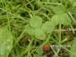 Jetel plazivý / Trifolium repens