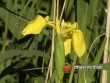 Kosatec žlutý / Iris pseudacorus