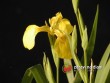 Kosatec žlutý / Iris pseudacorus