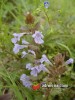 Popenec břečťanovitý / Glechoma hederacea