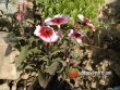 Hvozdík, karafiát / Dianthus