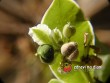 Pryšec / Euphorbia marginata