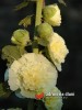 Slézová růže - Proskurník / Althaea Rosea