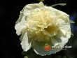 Slézová růže - Proskurník / Althaea Rosea