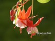 Fuchsie / Fuchsia hybrida