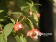 Fuchsie / Fuchsia hybrida