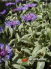 Chrpa / Centaurea dealbatac